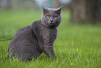 sitting Chartreux