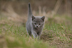 Chartreux kitten