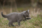 Chartreux kitten