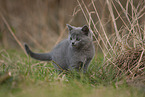 Chartreux kitten
