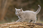 Chartreux kitten
