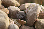 Chartreux kitten