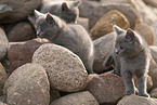 Chartreux kitten