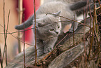 Chartreux kitten