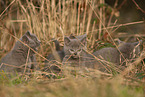 Chartreux kitten