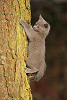 Chartreux kitten climbing tree