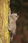 Chartreux kitten climbing tree