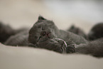 Chartreux kitten