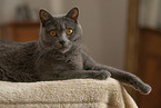 Chartreux