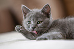 Chartreux kitten