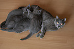 Chartreux kittens drink at mother
