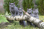 Chartreux kitten
