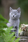 Chartreux kitten