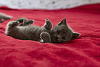 Chartreux kitten