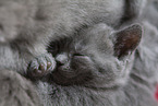 sleeping Chartreux