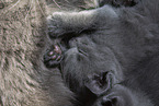 Chartreux kitten