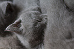 Chartreux kitten
