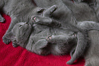 Chartreux kitten