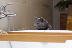 Chartreux on tap