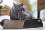 Chartreux