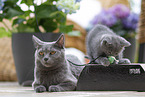Chartreux
