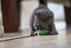 Chartreux Kitten