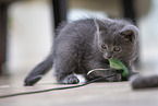 Chartreux Kitten