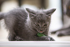 Chartreux Kitten