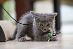 Chartreux Kitten