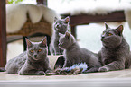 Chartreux