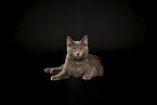 Chartreux