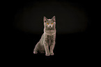 Chartreux