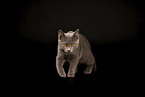 Chartreux