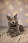Chartreux