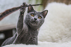 Chartreux