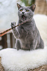 Chartreux