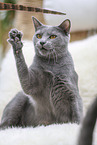 Chartreux
