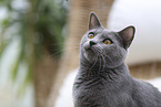 Chartreux