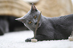 Chartreux