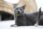 Chartreux