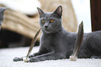 Chartreux