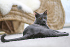 Chartreux