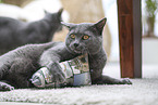 Chartreux