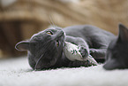 Chartreux