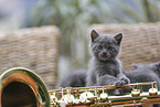 Chartreux