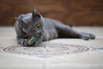 Chartreux