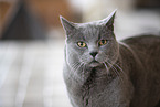 Chartreux