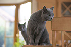 Chartreux