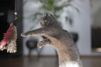 Chartreux