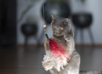Chartreux